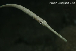 got ya in Anilao with Canon 400D/Hugyfot + 100mm lens by Patrick Neumann 
